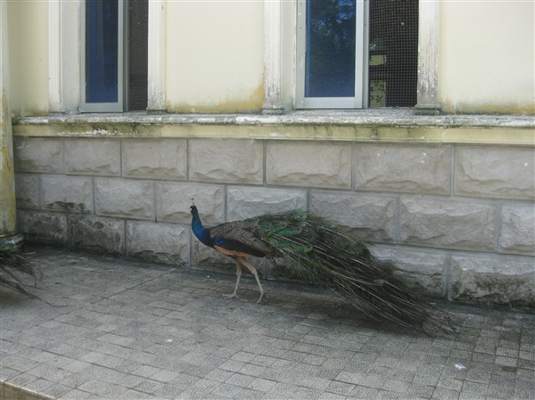 三亚——一个人的浪迹天涯（2）2