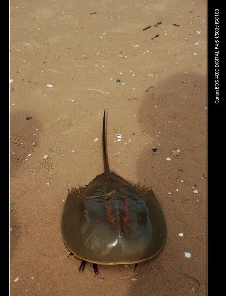 三亚之2010年中秋14