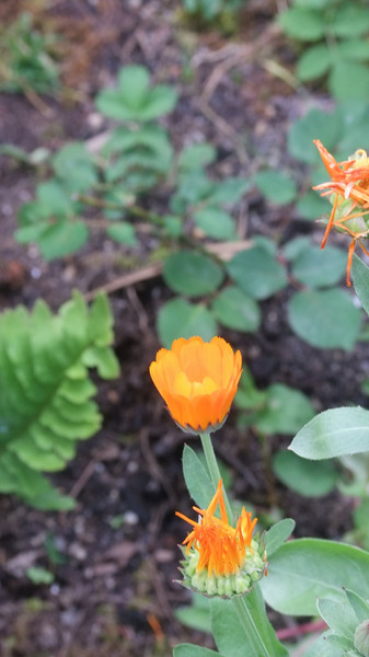 兔眼看青藏——卡定沟12