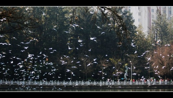 【彩云之南】在怒江-腾冲游荡的日子  （一）昆明篇-鸥飞翠湖1