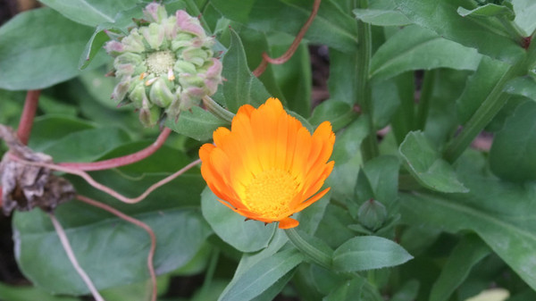 兔眼看青藏——卡定沟11