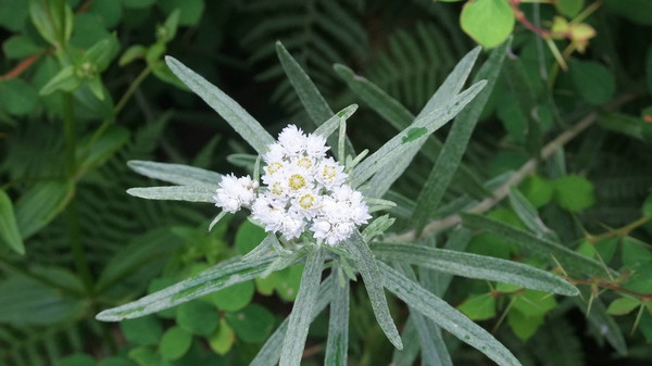 兔眼看青藏——卡定沟13