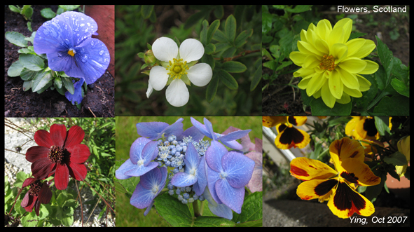 勇敢的心在苏格兰（下）1