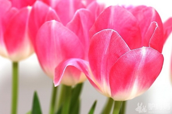 荷兰旅游：郁金香的国度3