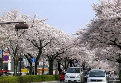 日本樱花：浪漫与凄美3
