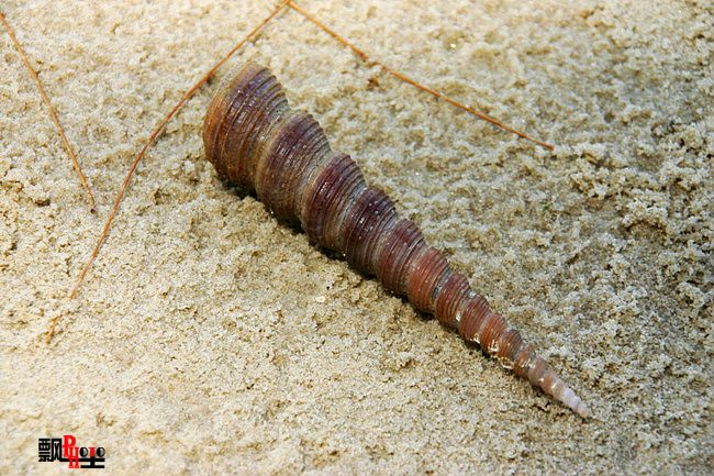 柬埔寨（六）瑞姆国家公园探险8