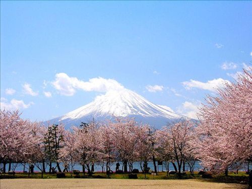 日本樱花：浪漫与凄美2