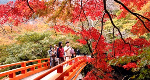 北海道:枫情万种的醉人秋天1