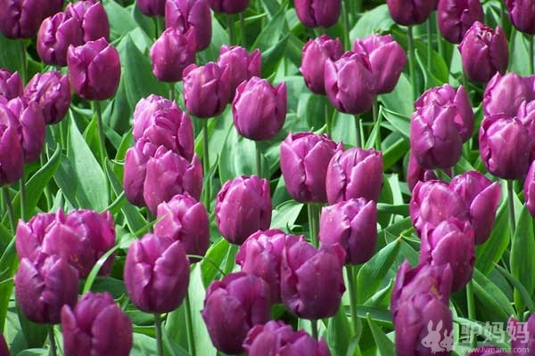 花与风车的国度6