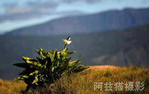 法国仙岛留尼旺：飞向心中的“香格里拉”5