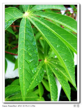 死在这里也愿意——停泊在停泊岛的翡翠色瞬间1