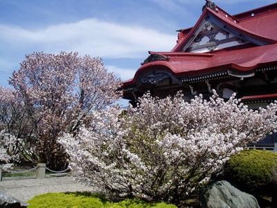 日本樱花：浪漫与凄美5