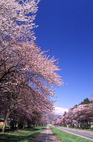 日本樱花：浪漫与凄美6