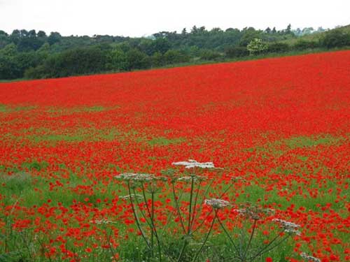 英国极为罕见的罂粟花海2