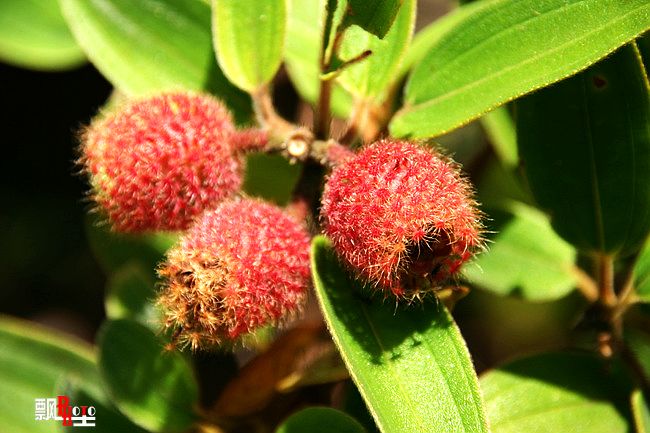 柬埔寨（六）瑞姆国家公园探险13