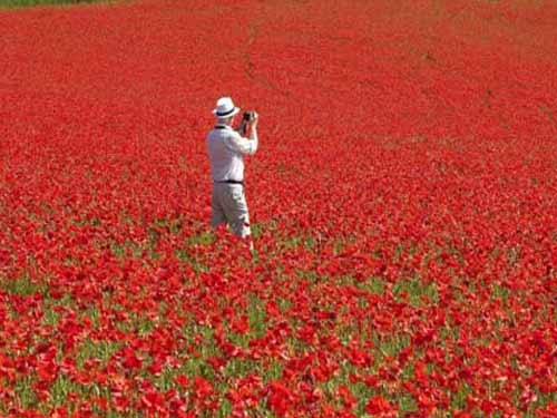 英国极为罕见的罂粟花海1