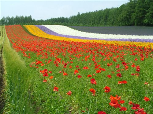 非诚勿扰——日本北门“哨兵”北海道1