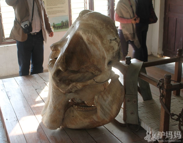 印度尼泊尔旅游：奇特旺原始森林探险（原创）14