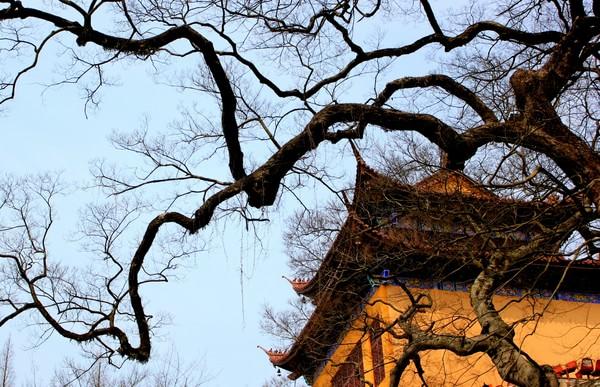 【带着狗头走天下】宁海前童古镇，那又一处的安静46