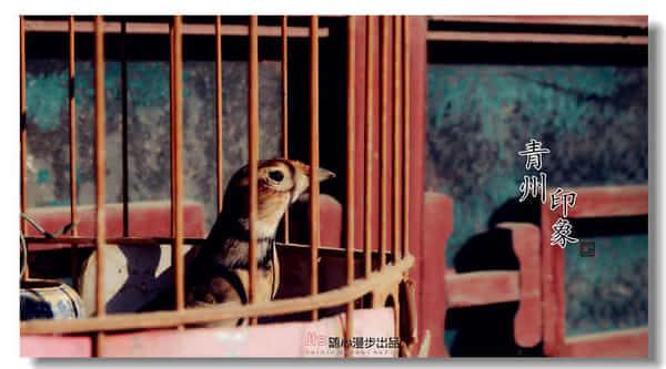 中国历史文化名城山东青州·十里古街之昭德古街9