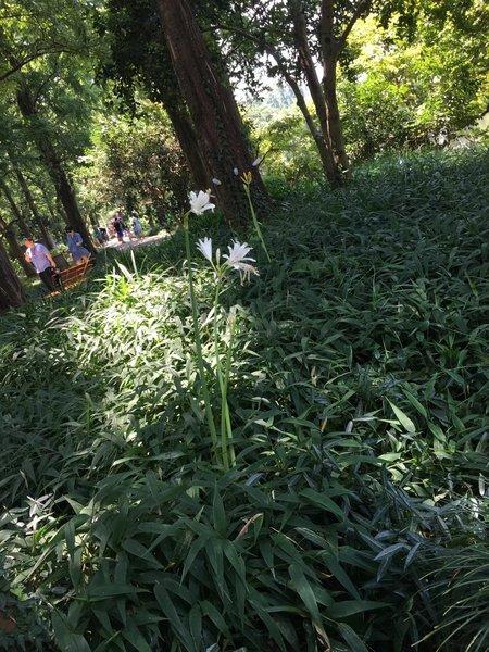 已经完成的，七月西湖行37