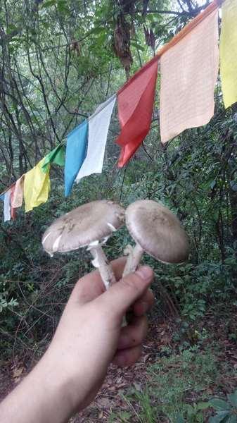 彭州三味禅林一日游 登山,寺庙34