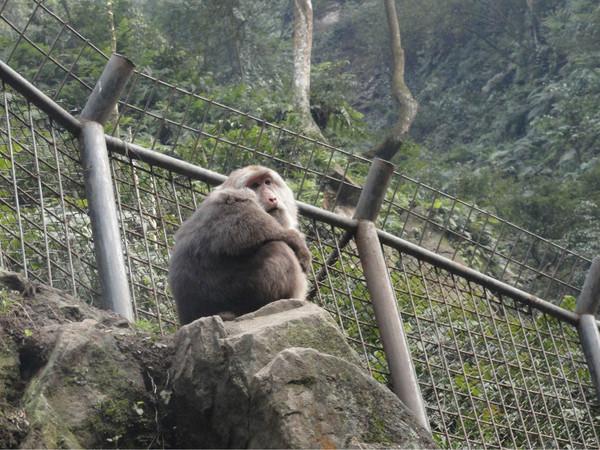 峨眉山二日游攻略小记6