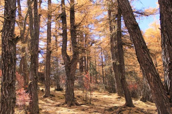 稻城亚丁五日游，秋意正好，景色太美~（2015.11.1—11.5）9
