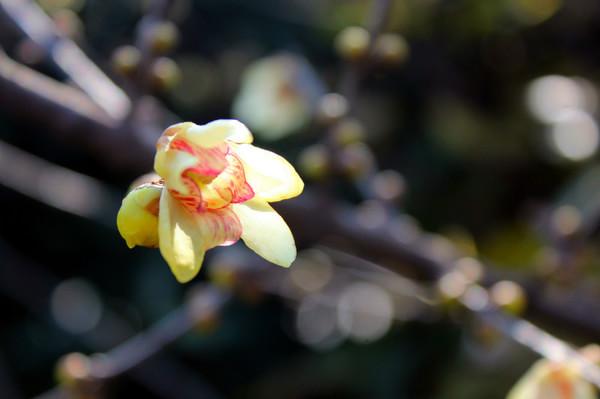 初见西塘——只为最美的相遇27