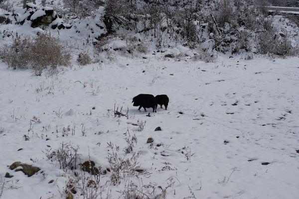 12月海螺沟自驾游43