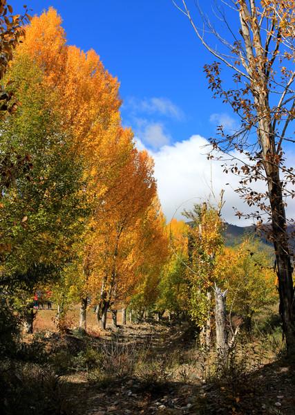十一稻城自驾游，沉浸在沿途的春夏秋冬里