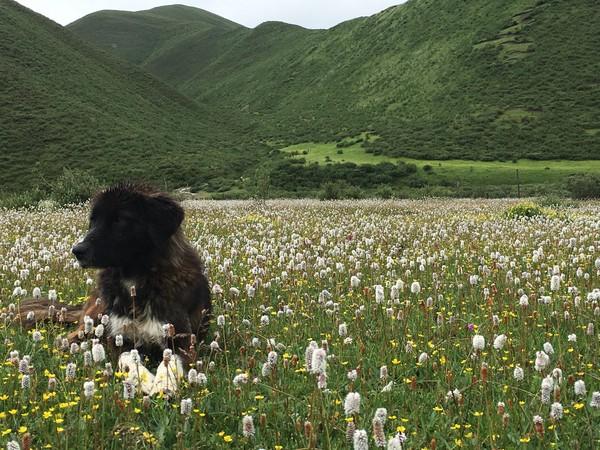 迷度之旅，色达46