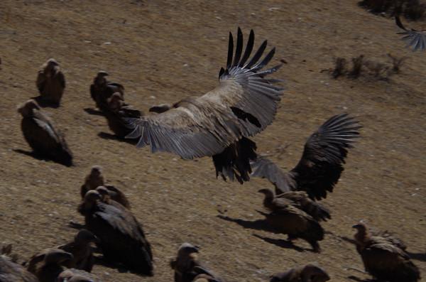 背包旅行，一切都是最好的安排之海螺沟牛背山色达七日行64