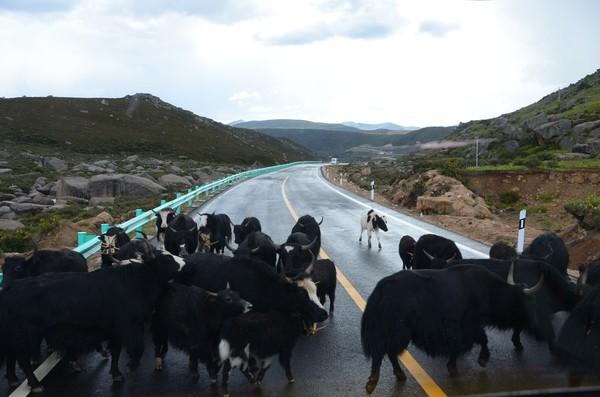 亚丁！最后的香格里拉，果然不是盖的！5