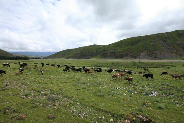 稻城亚丁之旅21