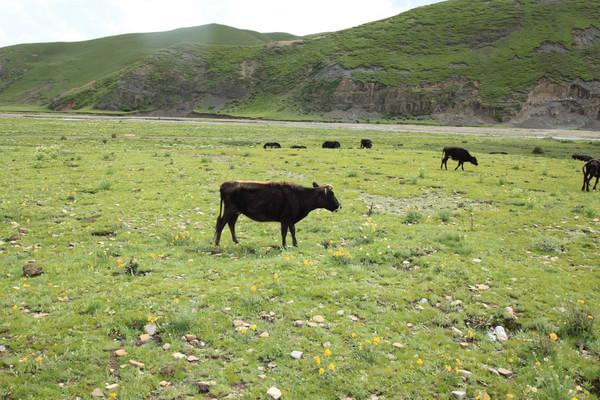 稻城亚丁之旅18