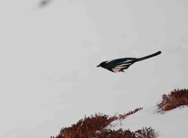 清明塔公草原雅哈垭口行记13