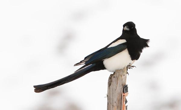 清明塔公草原雅哈垭口行记12