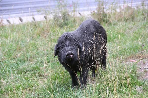 川西行纪 转一座山、了一心愿、讨一心安28