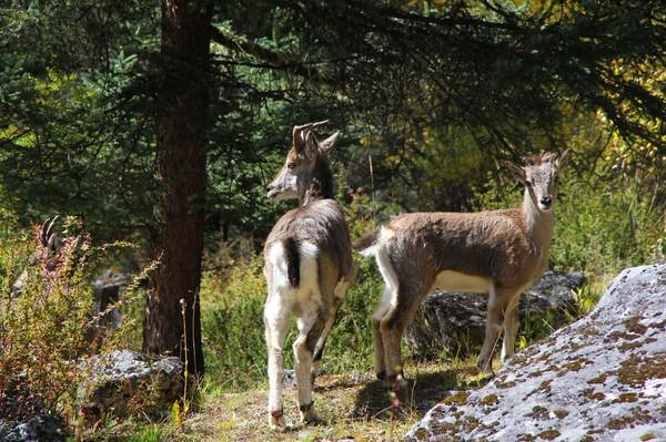 川西行纪 转一座山、了一心愿、讨一心安78