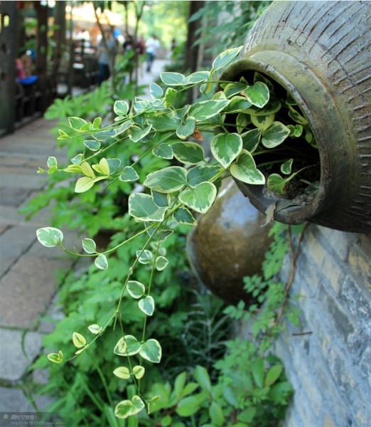 乌镇（西栅）游记4