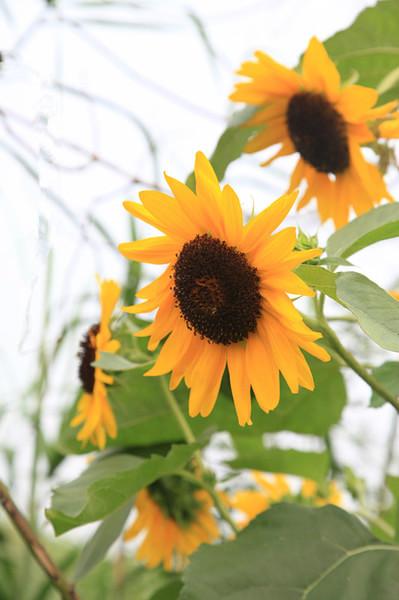 走，回民国住两天18