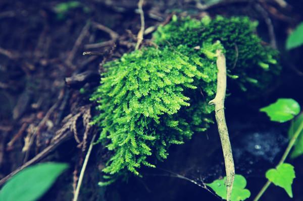 走，回民国住两天36