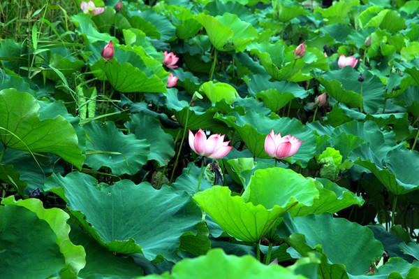 走，回民国住两天4