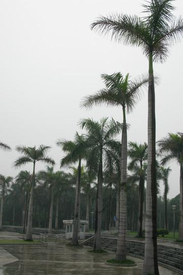 南宁美丽的城中公园----南湖3