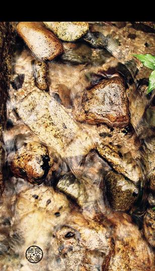 迟到七年的游记—烟雨婺源18