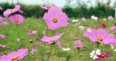 校园秋末时光，遇见你—心中美丽的格桑花。18