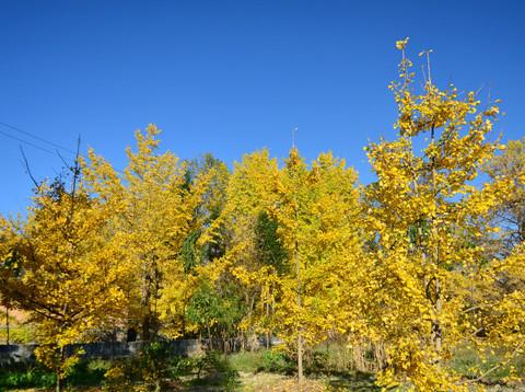 腾冲银杏村----照片（分别2011年和2012年拍摄）18