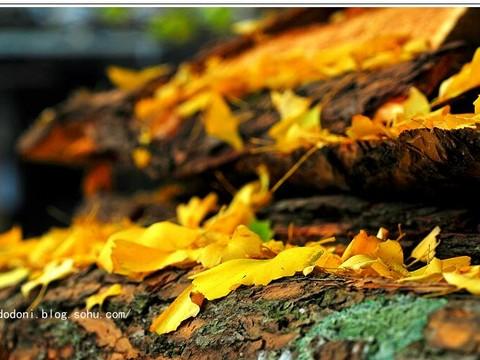 灿烂金秋--腾冲银杏村(1)14