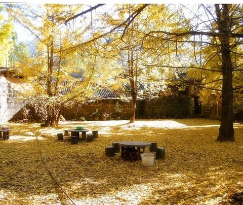 彩云之行--腾冲银杏村7